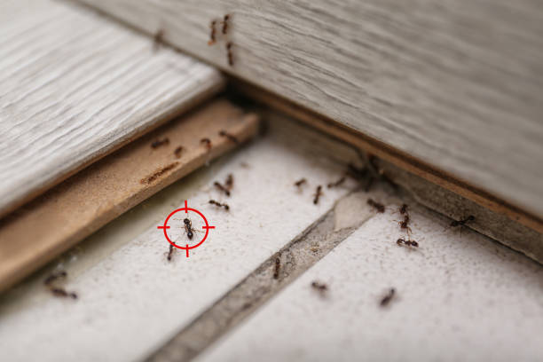 Best Exterminator Services  in Falcon Heights, MN